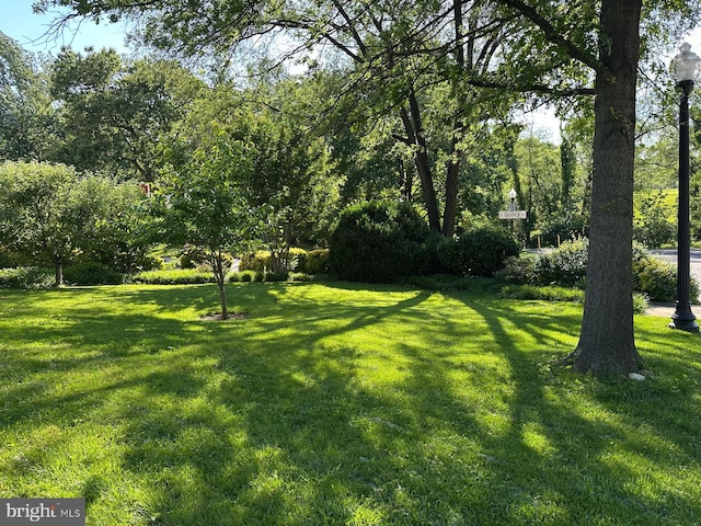 3930 6th St S, Arlington, VA 22204 - view of grassy yard