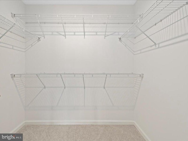 107 Lookout Way, Fredericksburg, VA 22405 - walk in closet featuring carpet floors