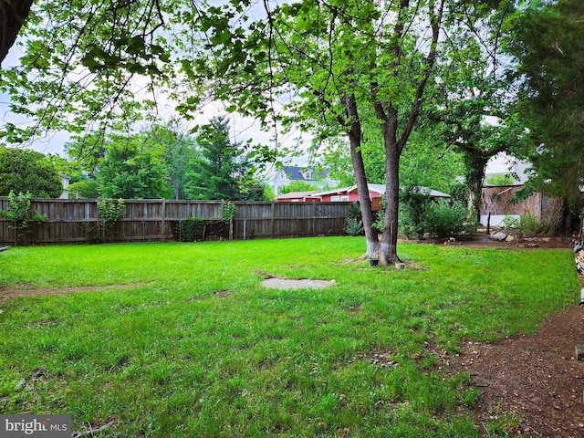 6029 Amherst Ave, Springfield, VA 22150 - view of yard