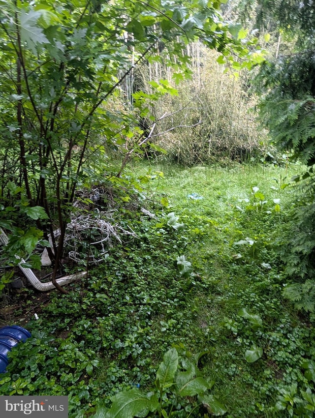 42 Beaver Ave, Enola, PA 17025 - view of local wilderness