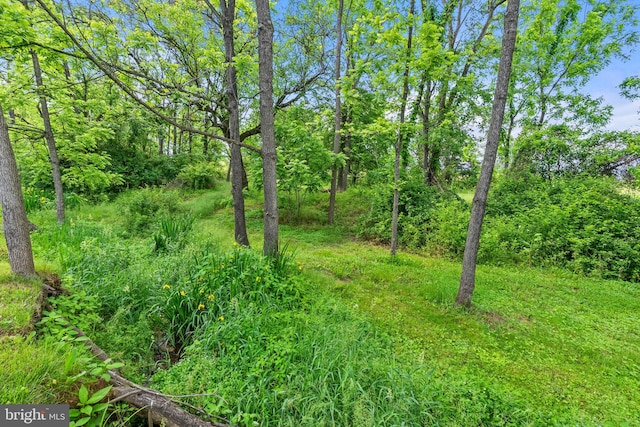 128 N Jay St, Middleburg, VA 20117 - view of nature