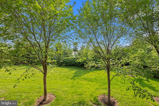 135A Equestrian Row, Bensalem, PA 19020 - view of green lawn