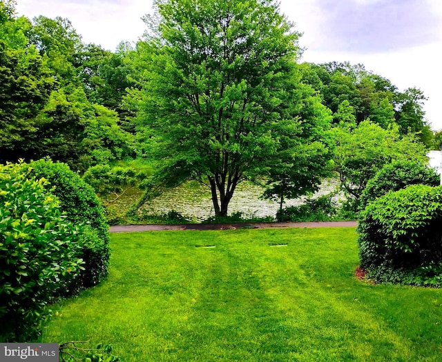 6527 Grange Ln Unit 202, Alexandria, VA 22315 - view of green lawn