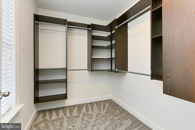 23219 Christopher Thomas Ln, Brambleton, VA 20148 - walk in closet featuring carpet flooring