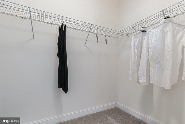 406-203 Bold Ruler Ct, Havre De Grace, MD 21078 - walk in closet featuring carpet floors