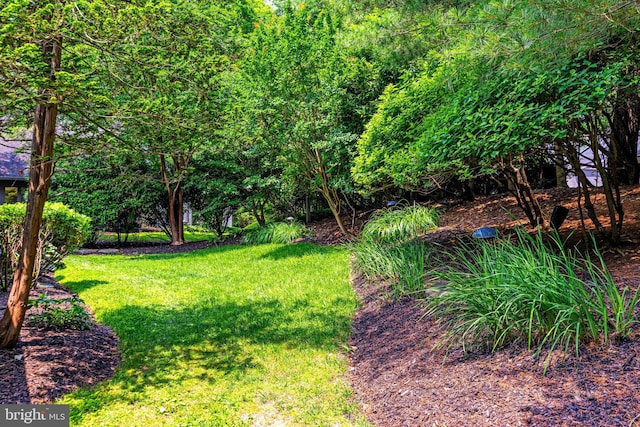 5 Tall Tree Ct, Baltimore, MD 21208 - view of grassy yard