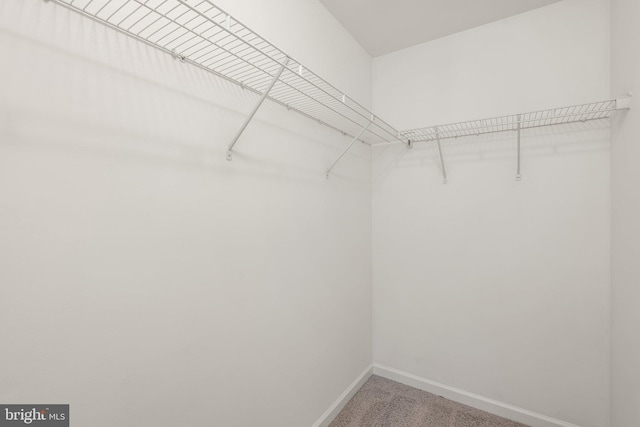 9950 Ravenhurst Rd, Middle River, MD 21220 - walk in closet featuring carpet