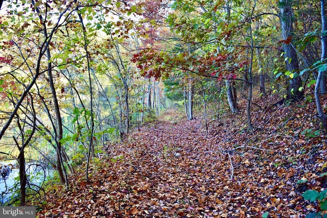 230 Spring Hollow Rd, Front Royal, VA 22630 - view of woods