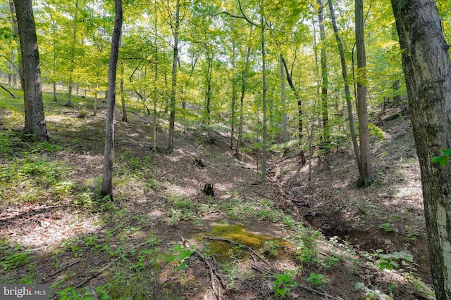 349 Covalt Rd, Needmore, PA 17238 - view of tree filled area