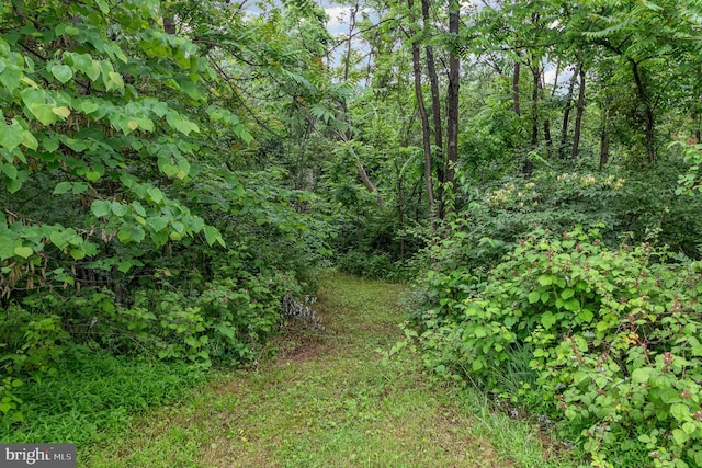 44 Creek Rd, Newville, PA 17241 - view of tree filled area