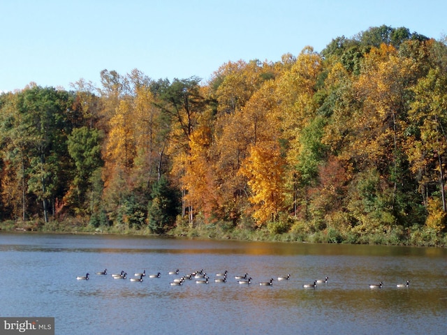 10447 Carriagepark Ct, Fairfax, VA 22032 - water view featuring a heavily wooded area