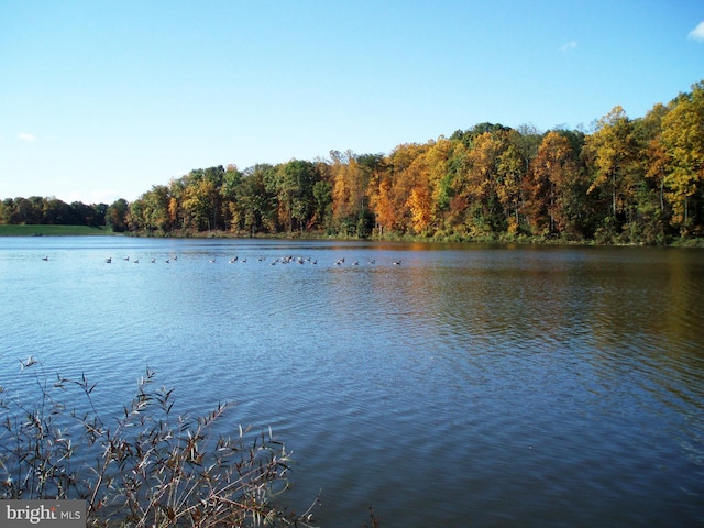 10447 Carriagepark Ct, Fairfax, VA 22032 - water view featuring a forest