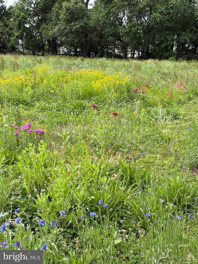 7299 Marshall St, Lincoln, DE 19960 - view of nature