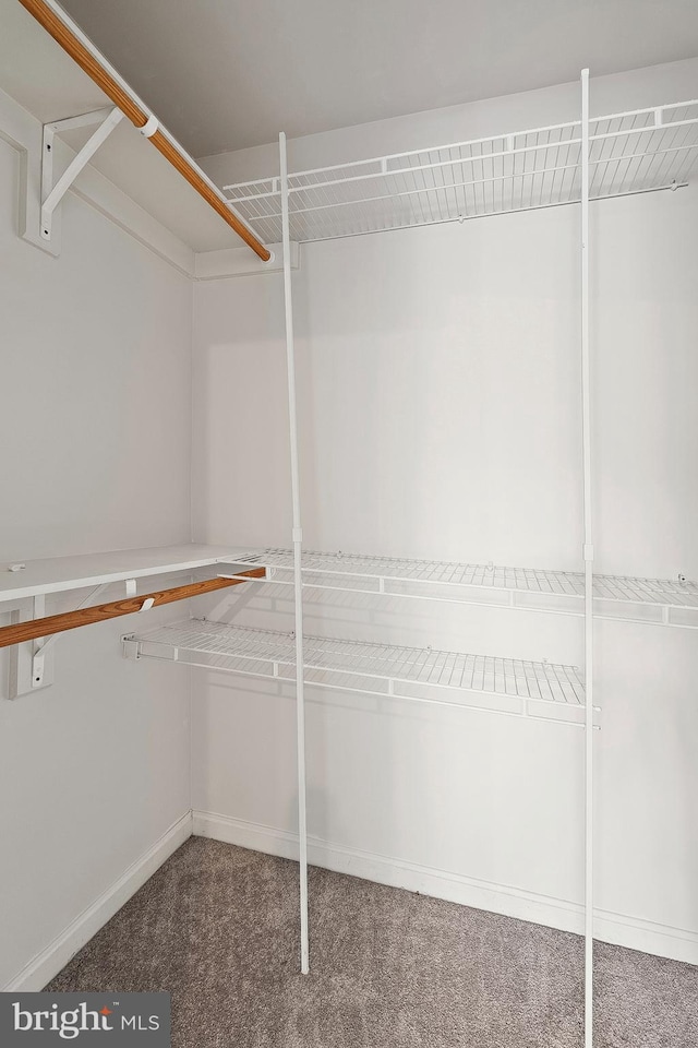 6814 Springshire Way, Greenbelt, MD 20770 - walk in closet featuring carpet flooring
