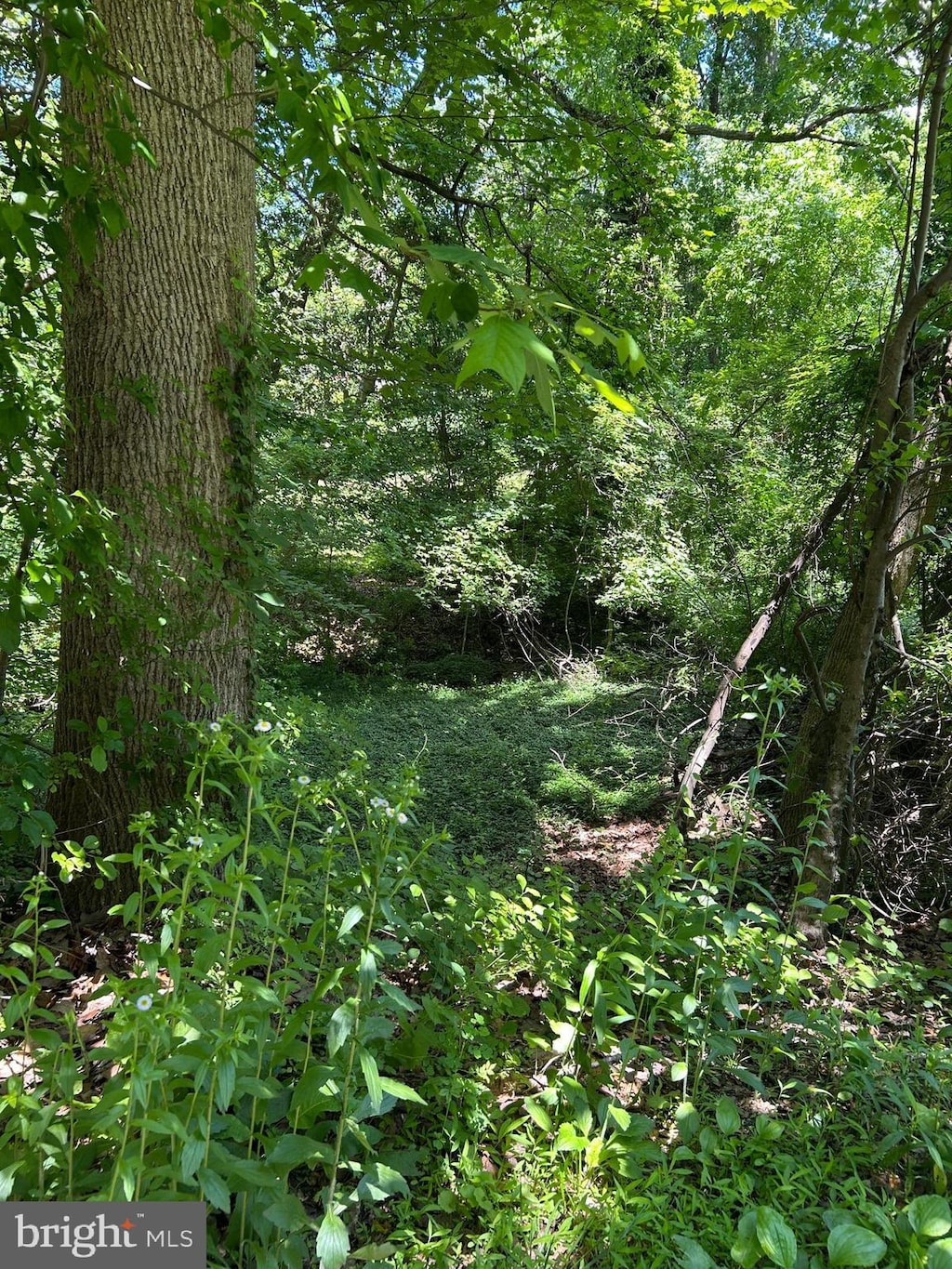 Elm Trl, Crownsville, MD 21032