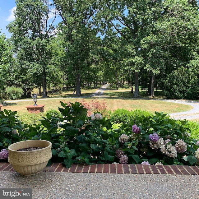 35175 Snickersville Tpke, Round Hill, VA 20141 - view of yard with view of wooded area