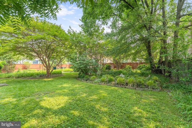 801 23rd St S, Arlington, VA 22202 - view of yard