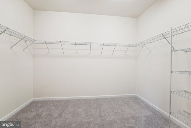 7912 Meridian Dr, Pasadena, MD 21122 - walk in closet featuring carpet floors