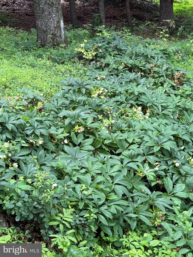 20 Constant Spring Rd, Malvern, PA 19355 - view of undeveloped land