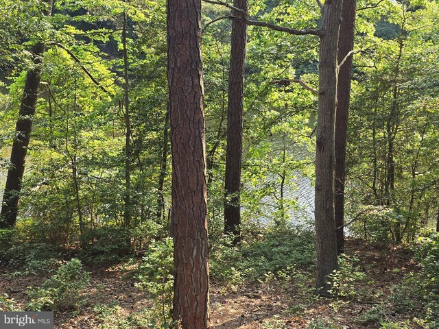 12987 Holly Way, Lusby, MD 20657 - view of woods