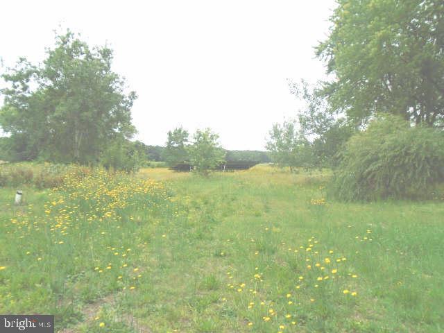 472 Lummistown Rd, Cedarville, NJ 08311 - view of local wilderness