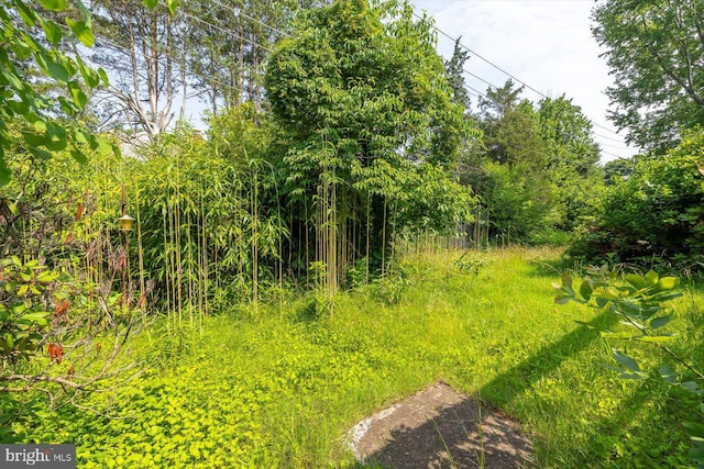 1605 N Amelia St, Sterling, VA 20164 - view of local wilderness