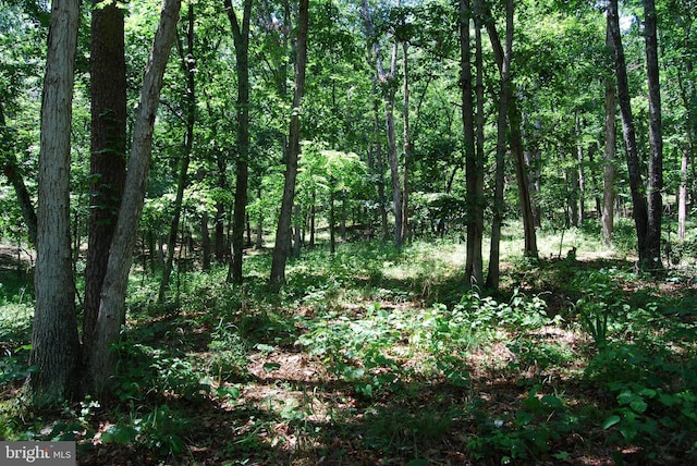 5409 Greenspring Valley Rd, Green Spring, WV 26722 - view of wooded area
