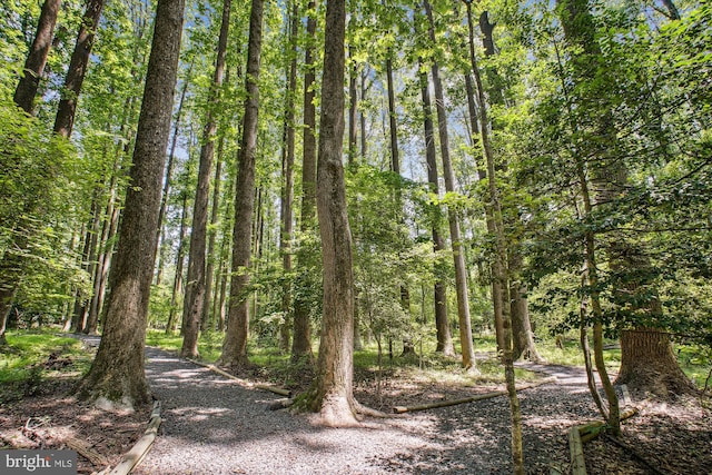 3010 Phyllmar Pl, Oakton, VA 22124 - view of woods