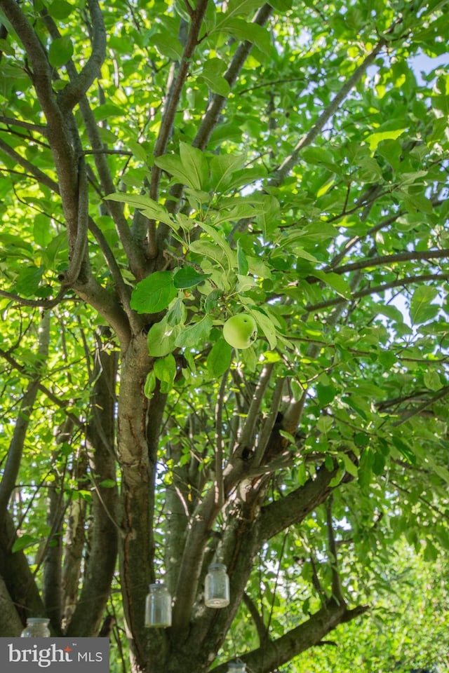121 E James St, Winchester, VA 22601 - view of nature