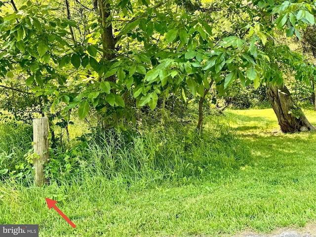 13709 Fir Tree Ln, Cresaptown, MD 21502 - view of local wilderness