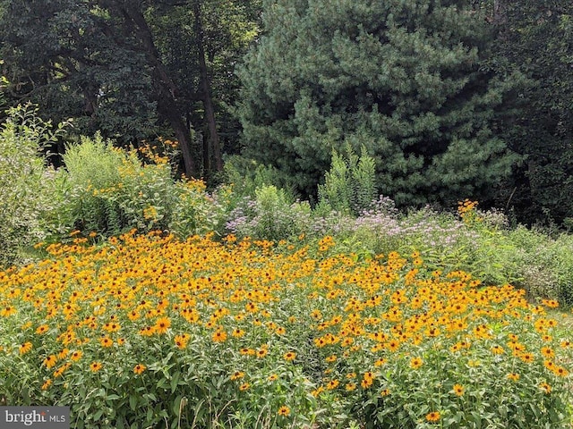 154 Deer Hill Rd, Reading, PA 19607 - view of wooded area