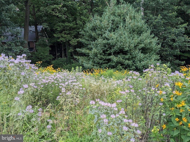 154 Deer Hill Rd, Reading, PA 19607 - view of tree filled area