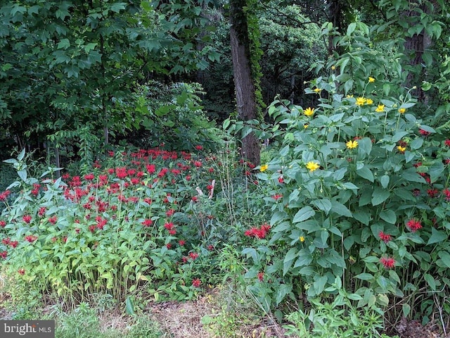 154 Deer Hill Rd, Reading, PA 19607 - view of local wilderness