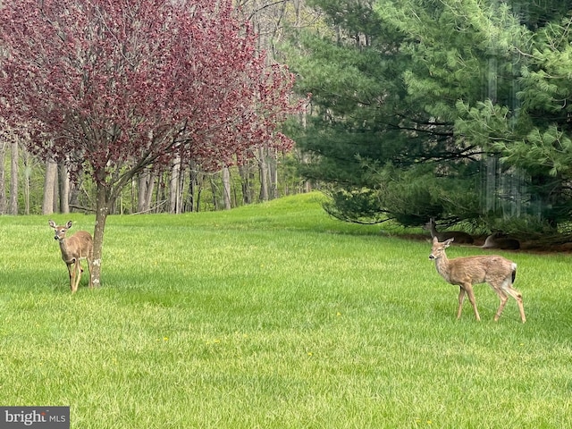 6535 Dumeny Rd, Greencastle, PA 17225 - view of green lawn