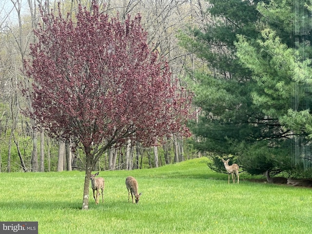6535 Dumeny Rd, Greencastle, PA 17225 - view of home's community featuring a lawn