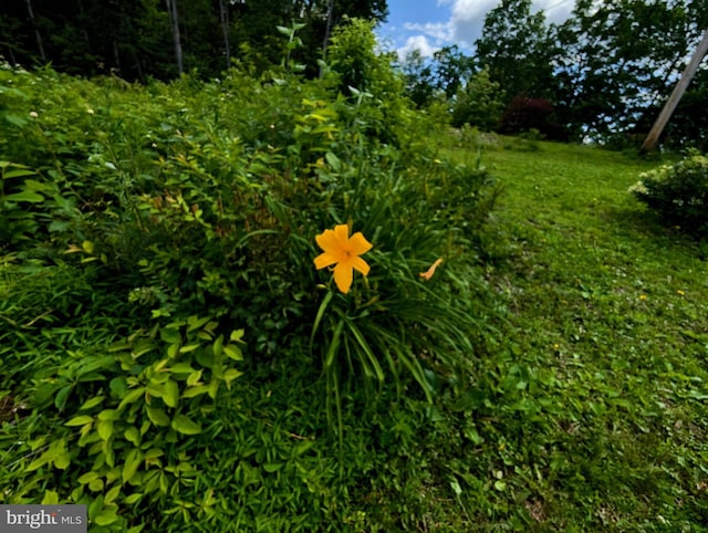 22262 Deer Run, Shade Gap, PA 17255 - view of yard