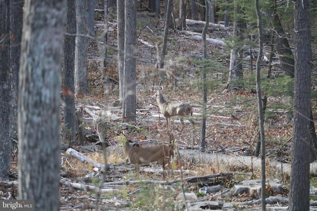 22262 Deer Run, Shade Gap, PA 17255 - view of nature