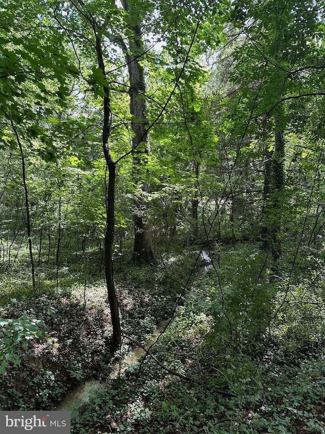 769 S Water St, Woodstock, VA 22664 - view of tree filled area