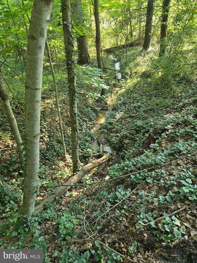 769 S Water St, Woodstock, VA 22664 - view of woods