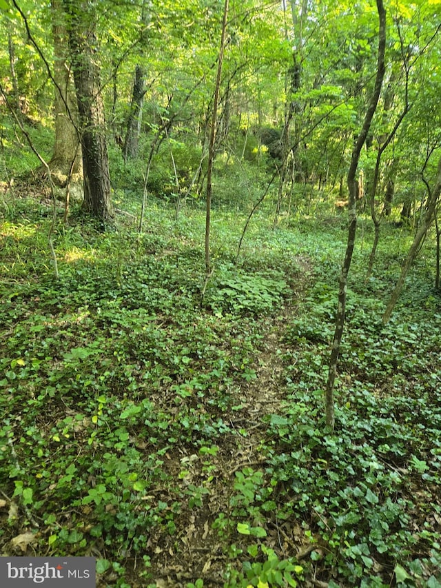 769 S Water St, Woodstock, VA 22664 - view of tree filled area