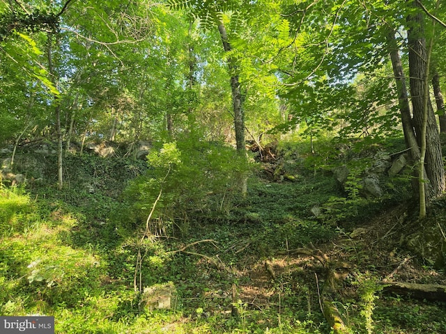 769 S Water St, Woodstock, VA 22664 - view of wooded area