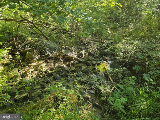 769 S Water St, Woodstock, VA 22664 - view of local wilderness