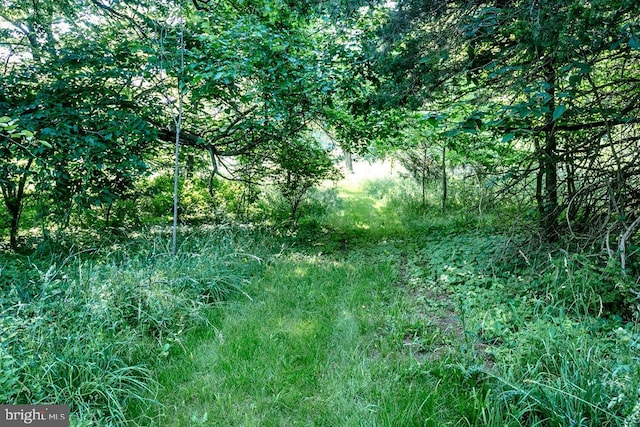 8748 N Valley Pike, Rockingham, VA 22802 - view of undeveloped land