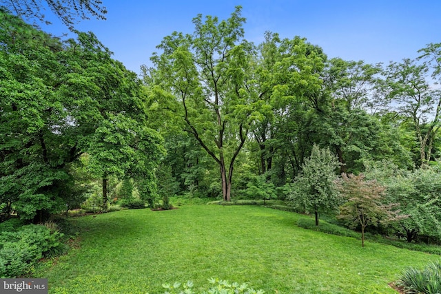 2714 Quebec St NW, Washington, DC 20008 - view of green lawn featuring a forest view