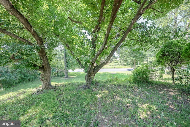 1368 Abbey Way, Bensalem, PA 19020 - view of yard featuring a forest view