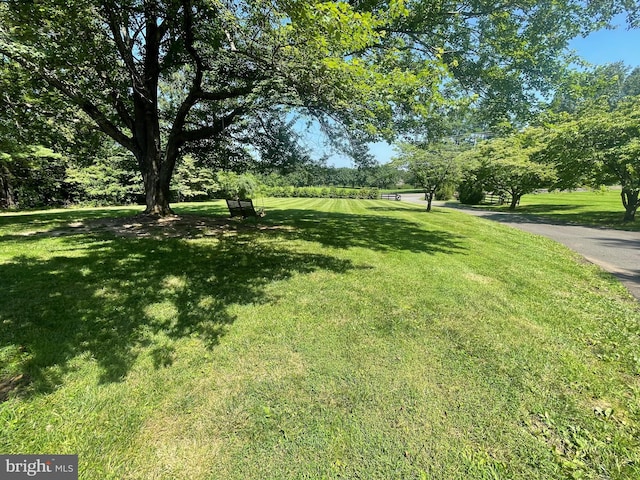 14311 Shelter Ln, Haymarket, VA 20169 - view of green lawn