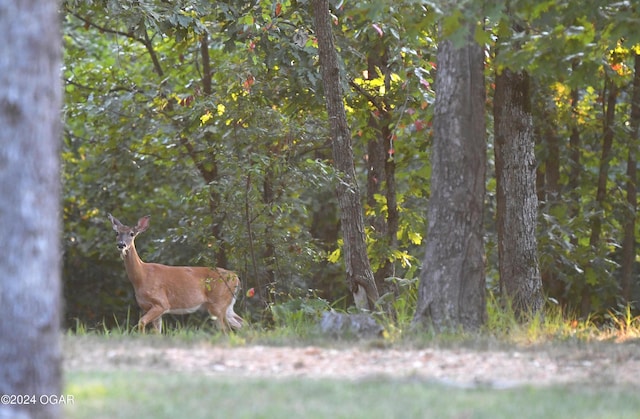 7221 State Highway 90, Pineville, MO 64856 - view of local wilderness