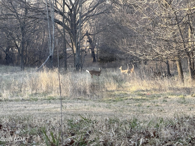 view of local wilderness