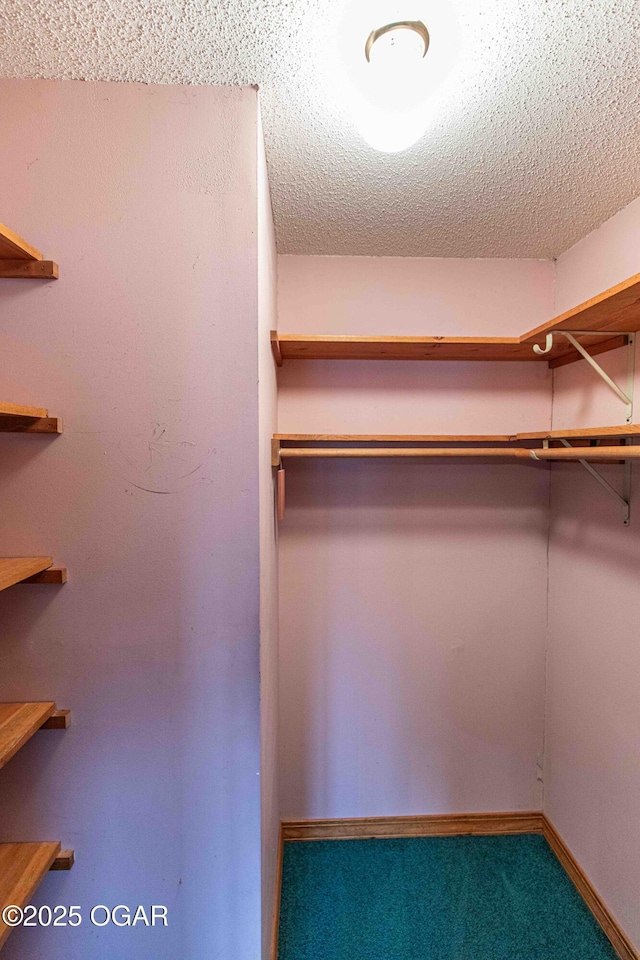 walk in closet with carpet floors