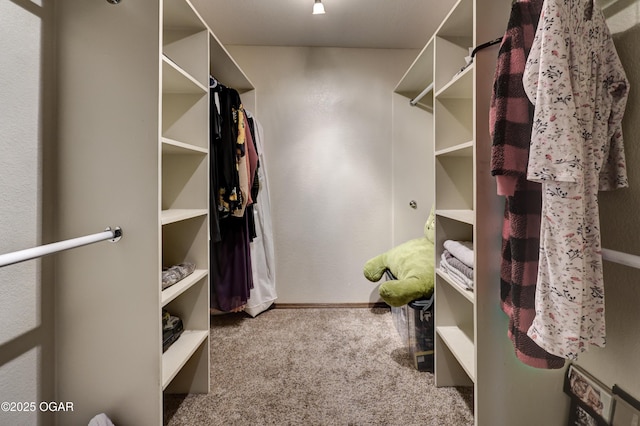 spacious closet featuring carpet flooring